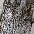 Grünspecht (Picus viridis) Paar
