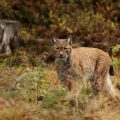 Luchs (Felis lynx)
