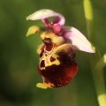Hummel-Ragwurz ((Ophrys fuciflora)